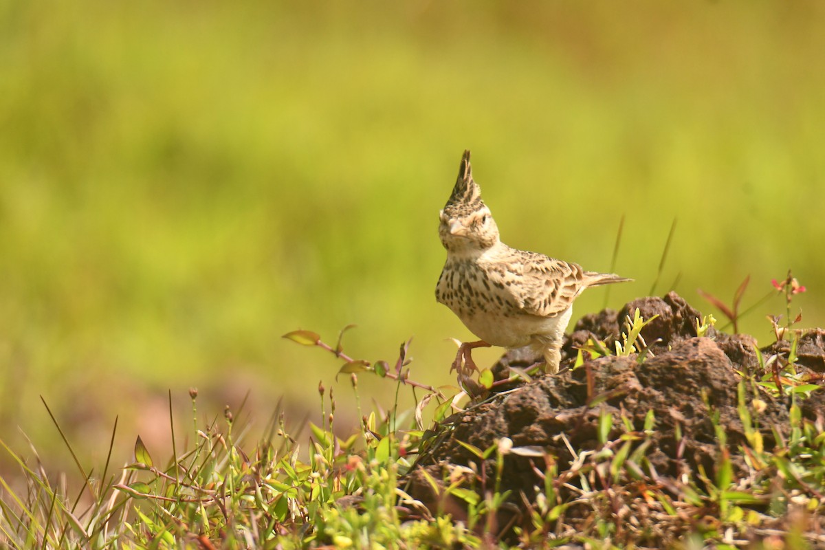 Malabar Lark - ML624066795