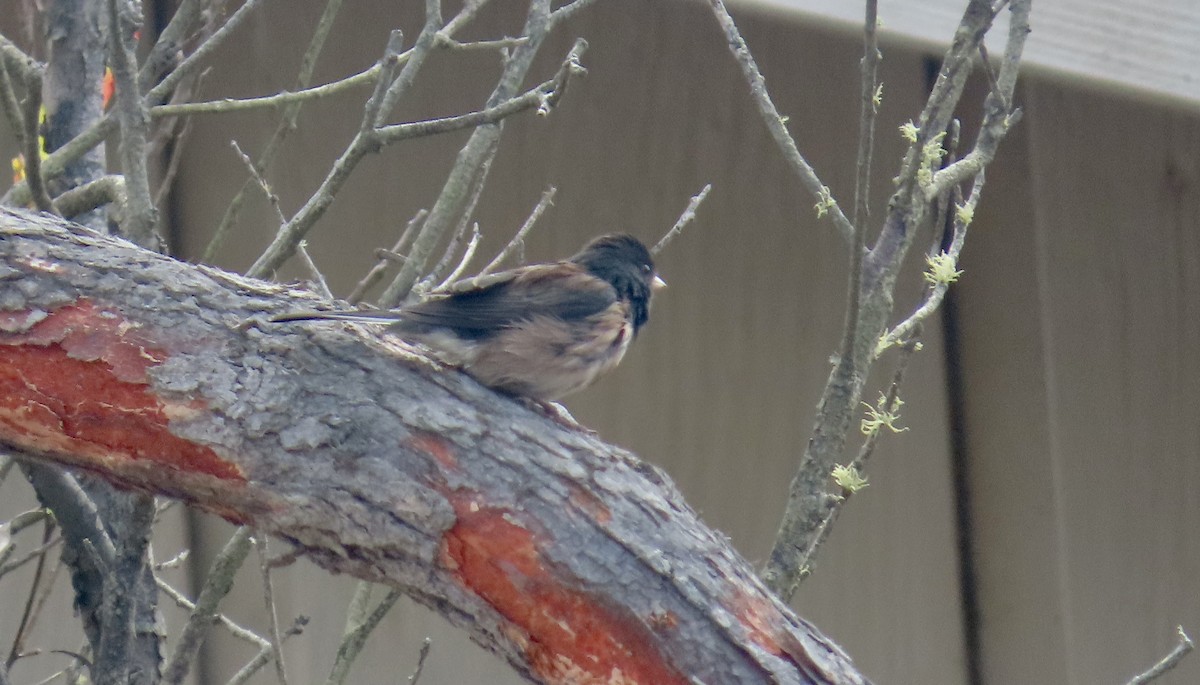 Dark-eyed Junco - ML624066796