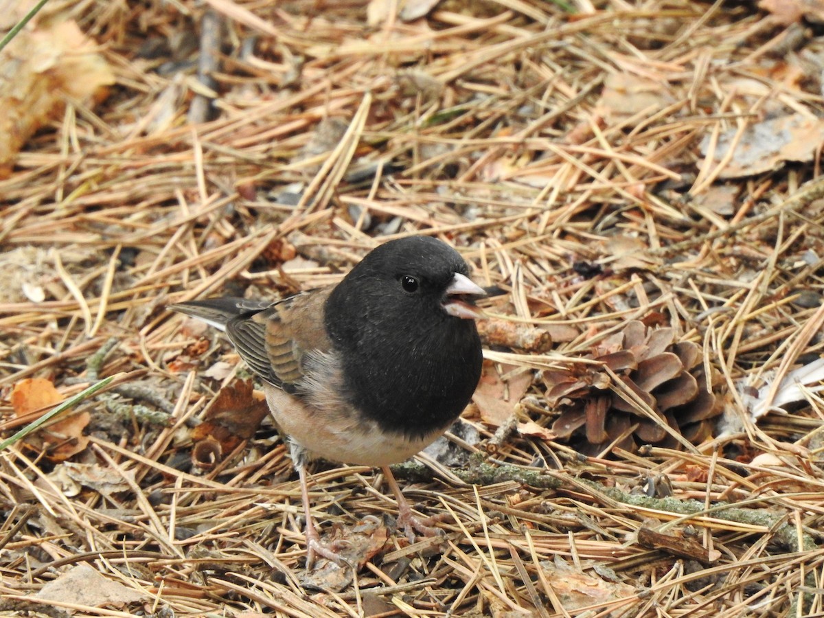 Dark-eyed Junco - ML624066797