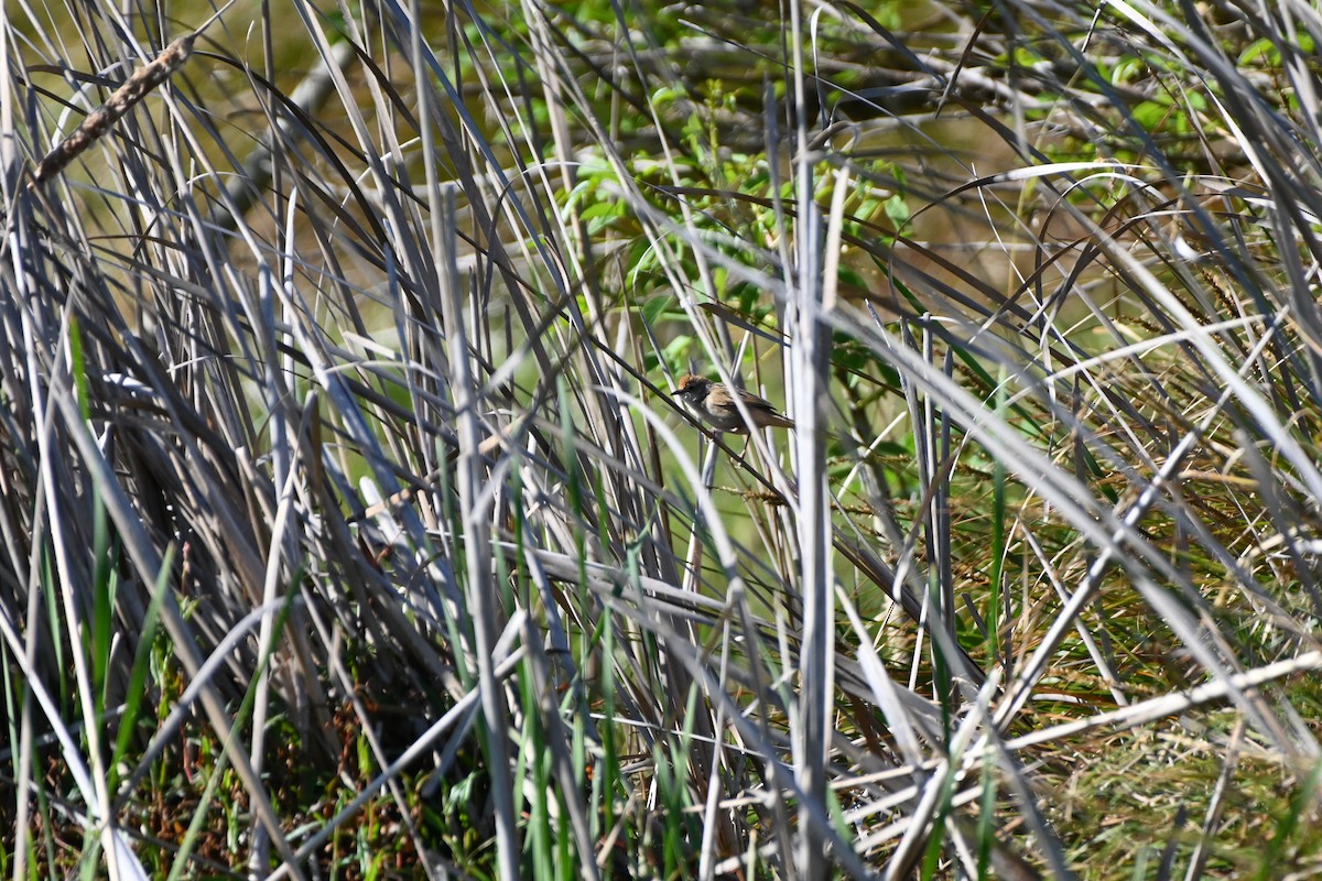 Golden-headed Cisticola - ML624066800