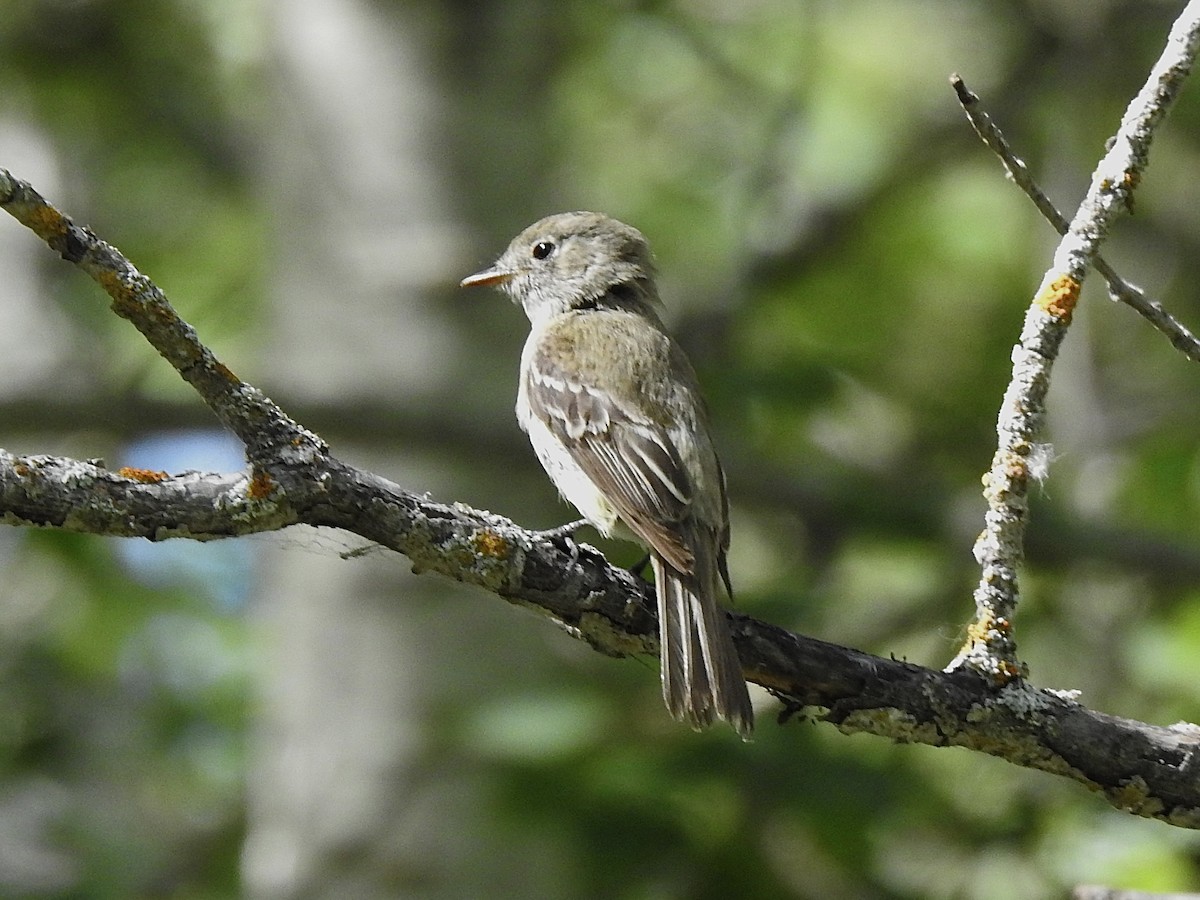 Least Flycatcher - ML624066801