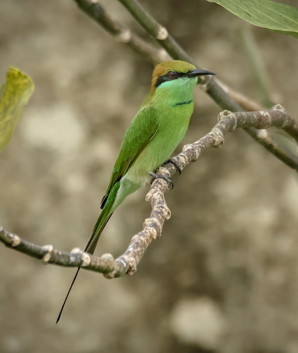 Asian Green Bee-eater - ML624066804