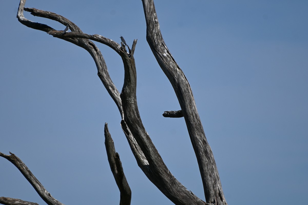 White-breasted Woodswallow - ML624066807