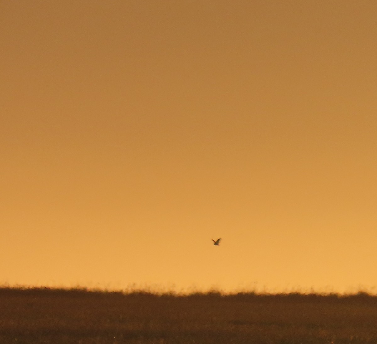 Short-eared Owl - ML624066809