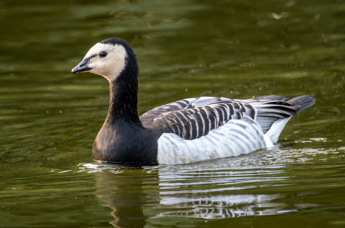 Barnacle Goose - ML624066810