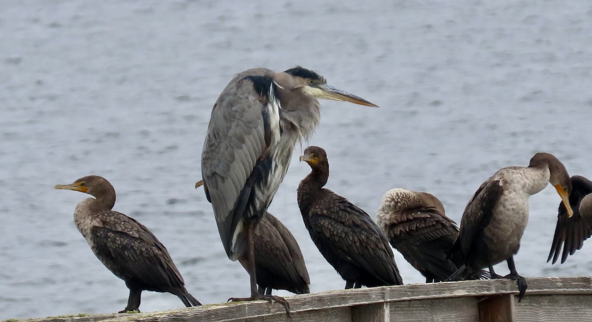 Double-crested Cormorant - ML624066812