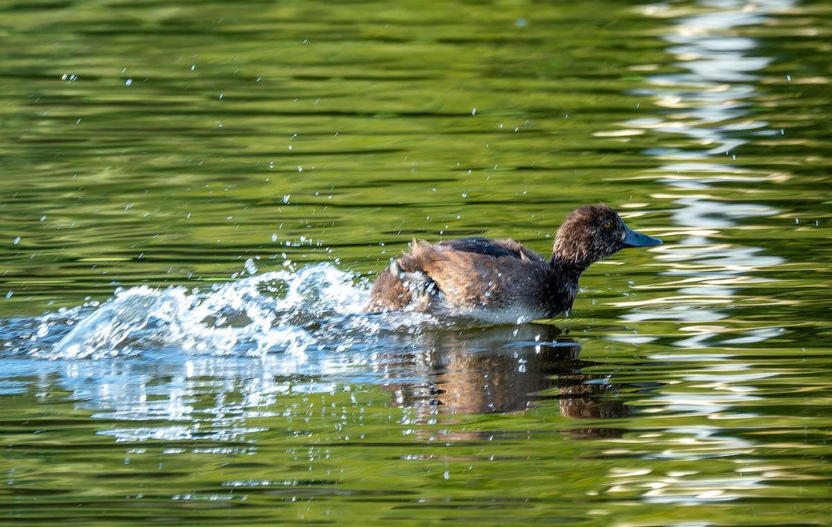 Tufted Duck - Alexander Naumov