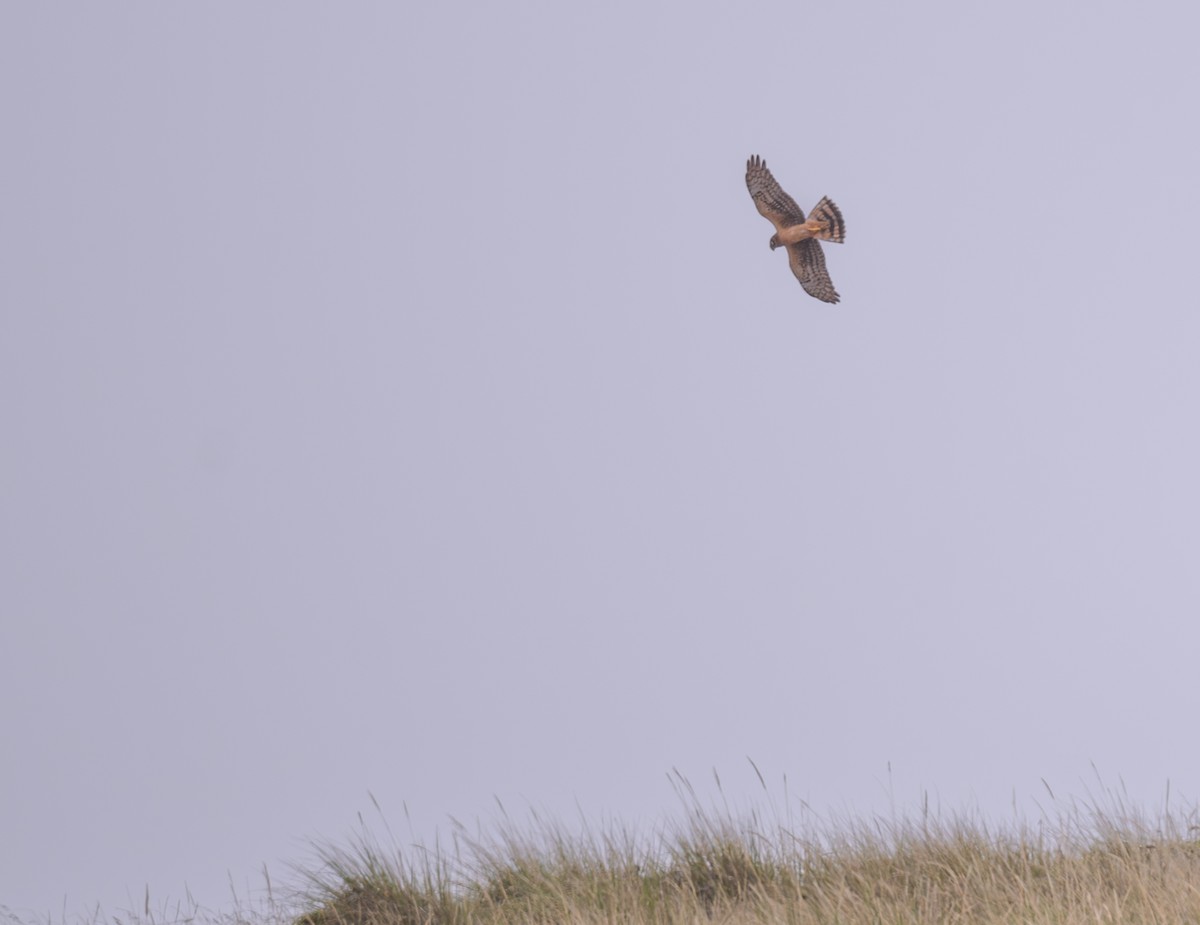 Northern Harrier - ML624066818