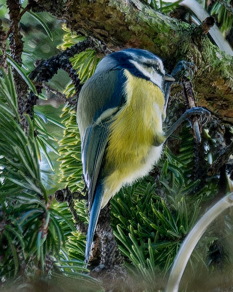 Eurasian Blue Tit - ML624066819