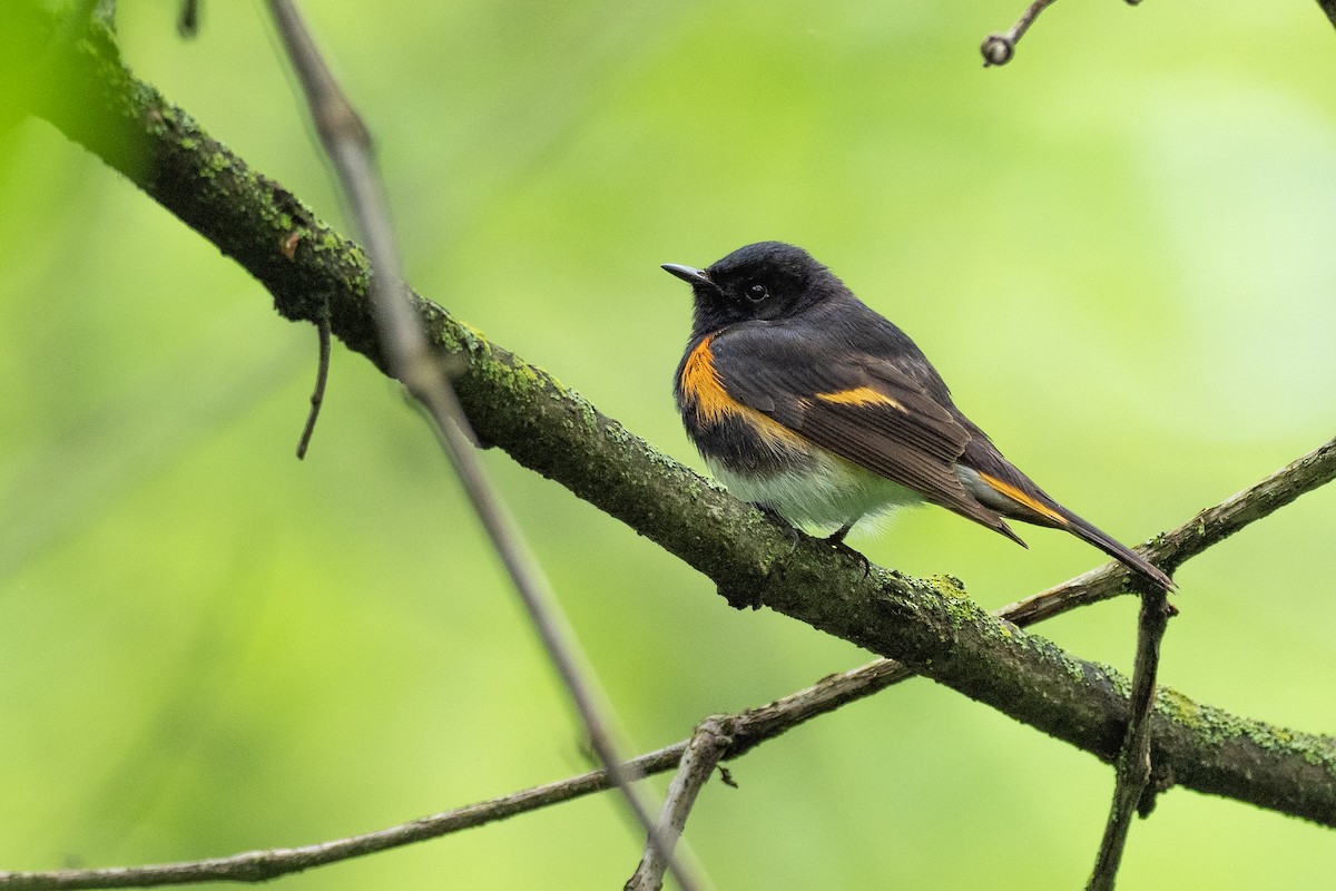 American Redstart - ML624066823