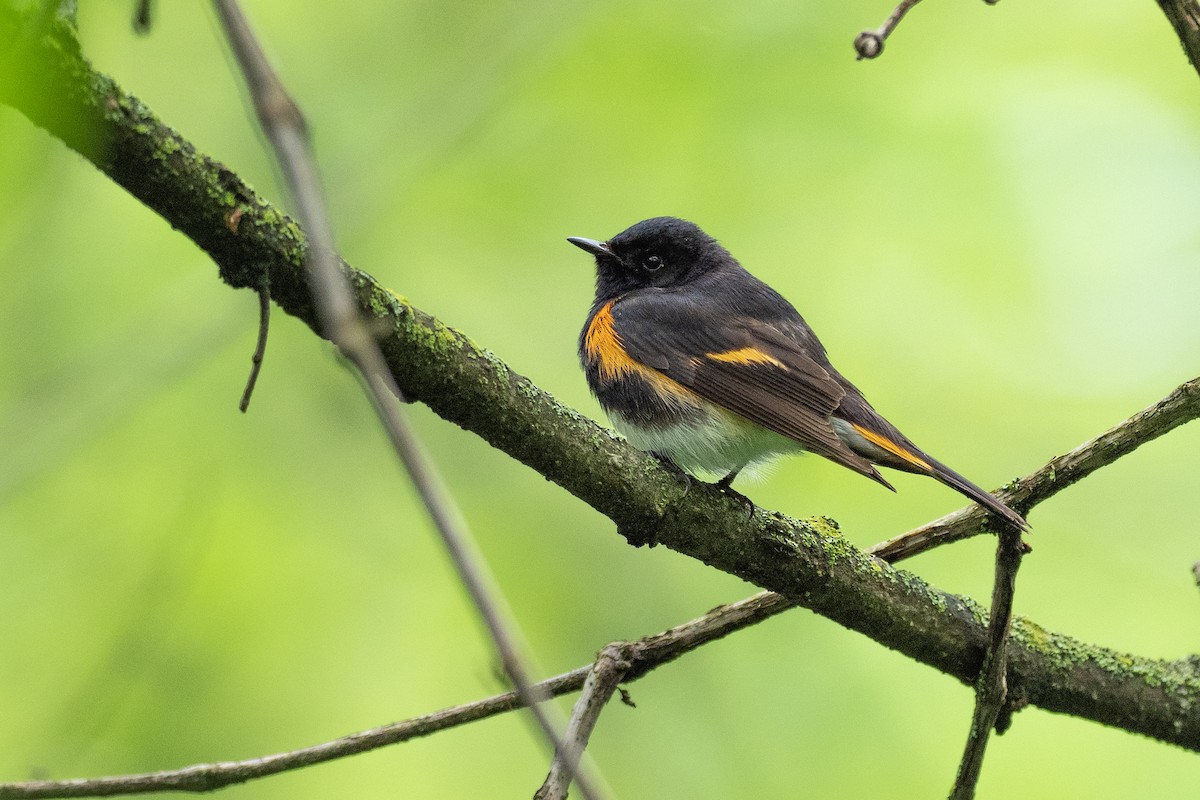 American Redstart - ML624066824