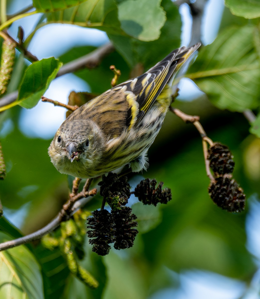 Eurasian Siskin - ML624066825