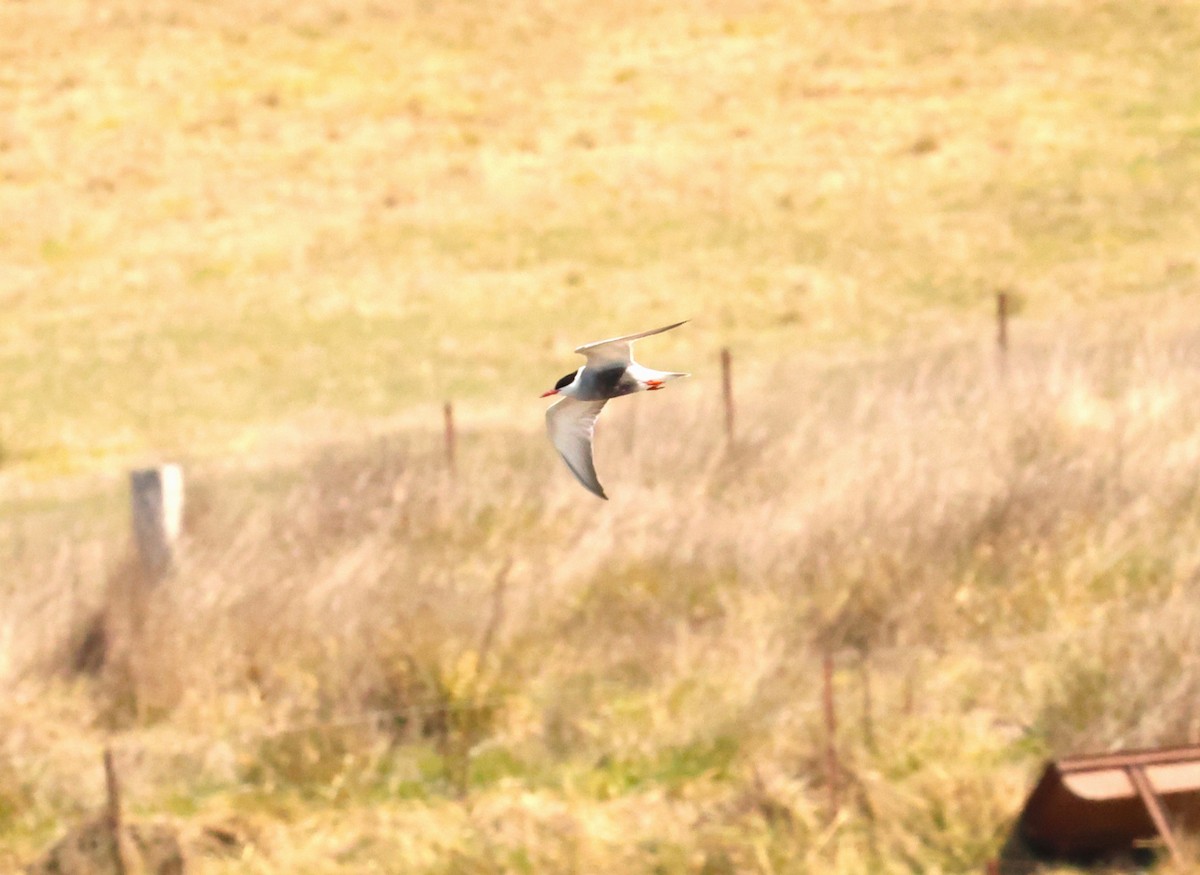 Whiskered Tern - ML624066834