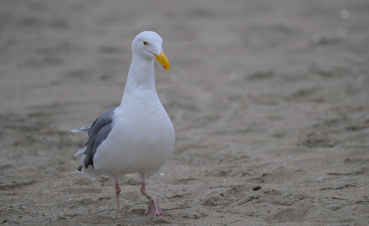 Western Gull - ML624066835