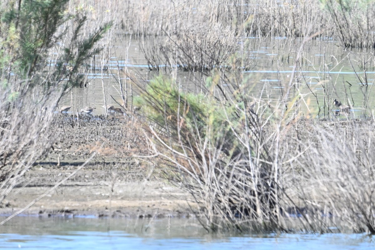 Short-billed/Long-billed Dowitcher - John Dumlao