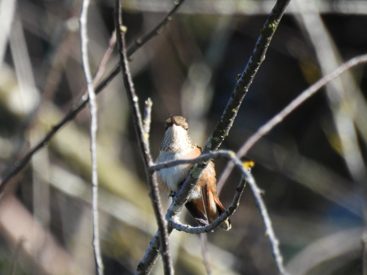 Rufous Hummingbird - ML624066844