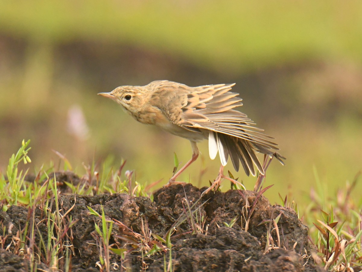 Paddyfield Pipit - ML624066848