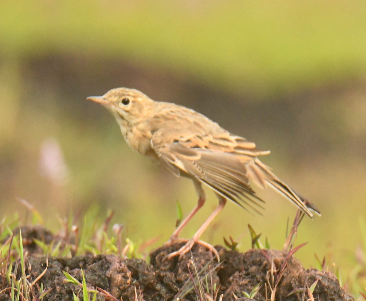 Paddyfield Pipit - ML624066849