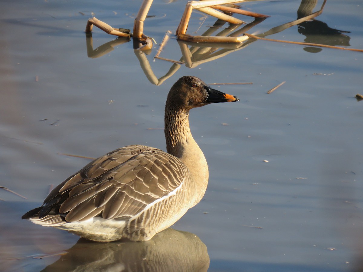 Taiga Bean-Goose - ML624066870