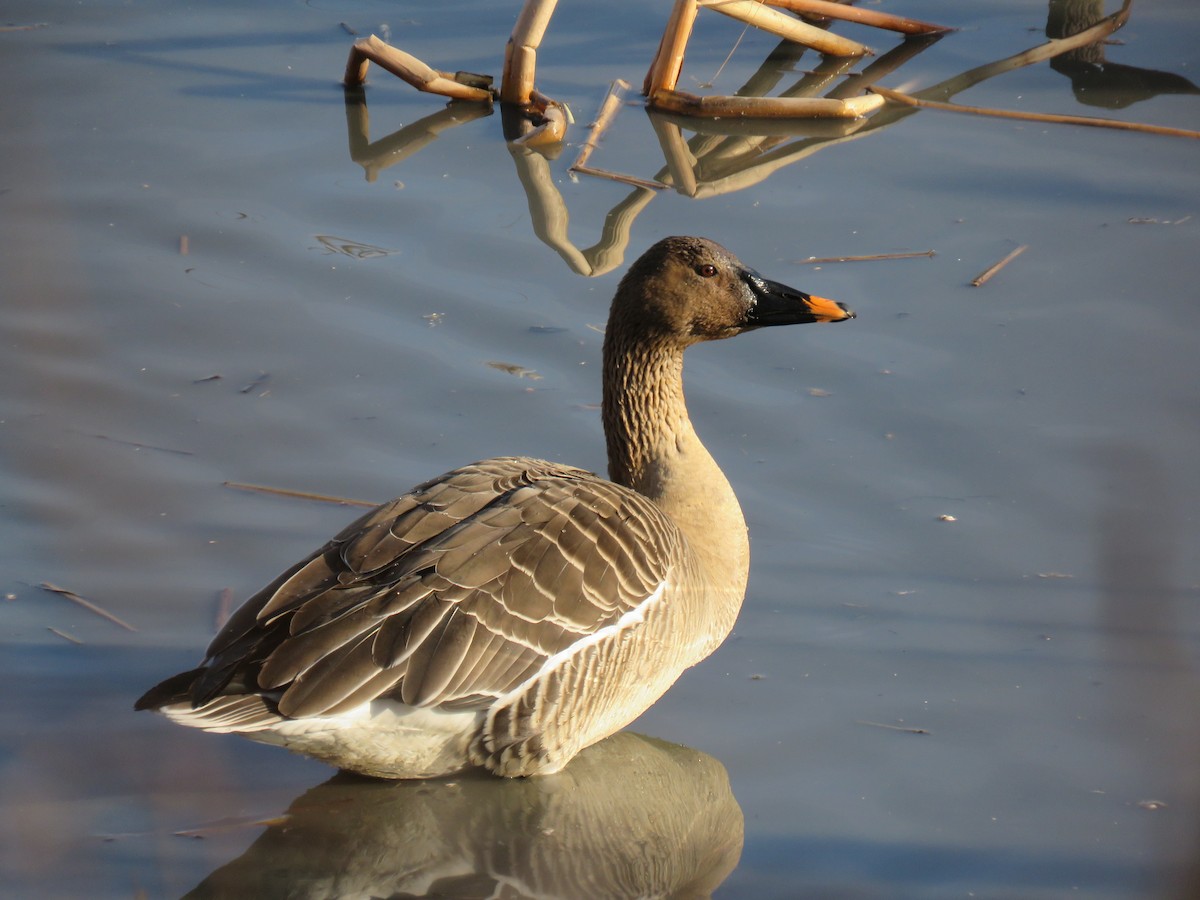 Taiga Bean-Goose - ML624066871