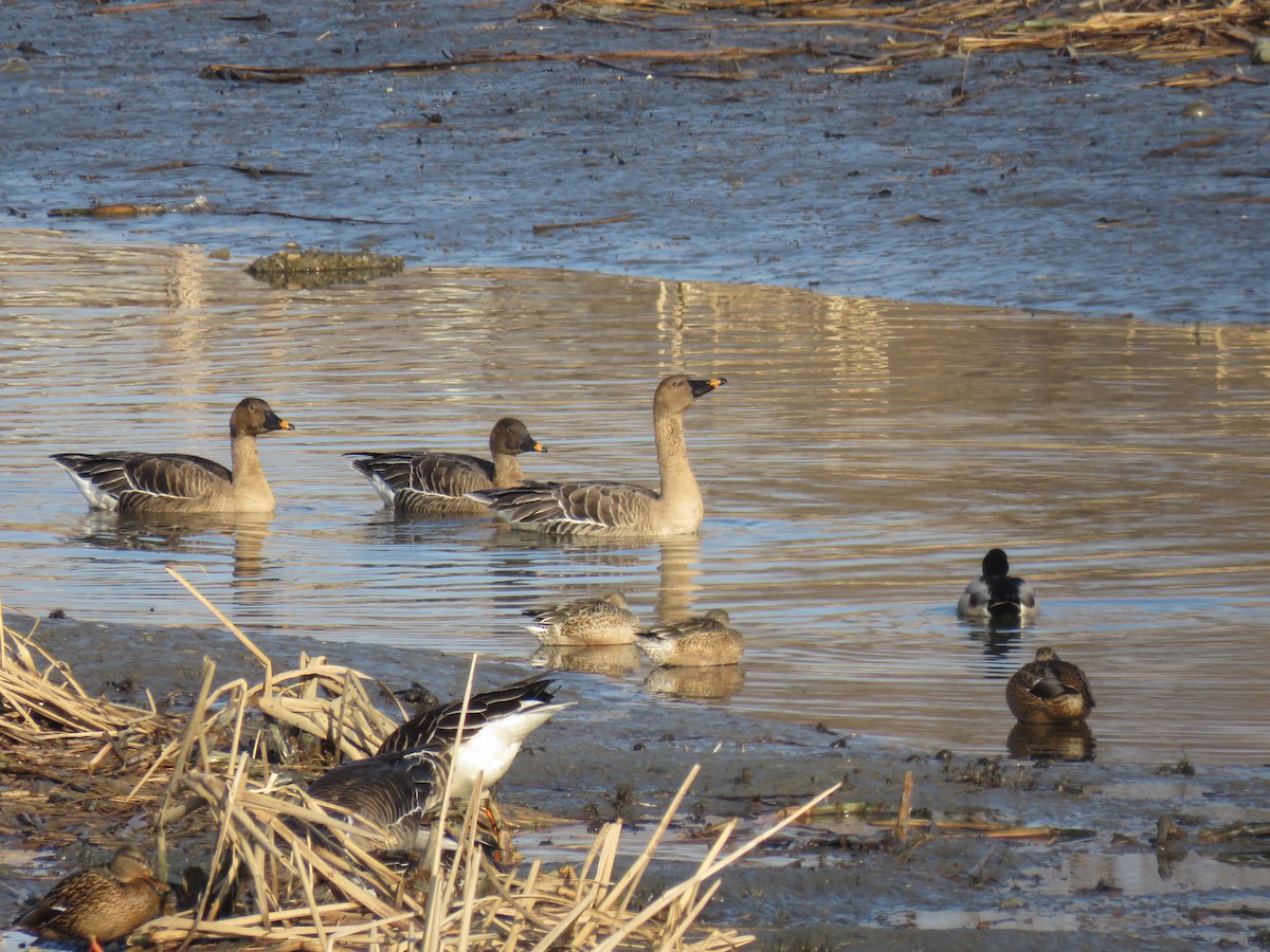 Taiga Bean-Goose - ML624066872