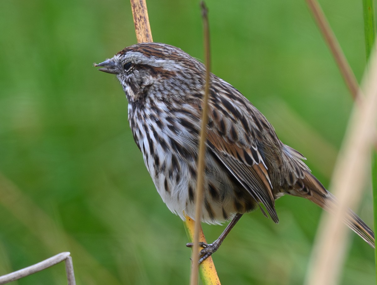 Song Sparrow - ML624066873