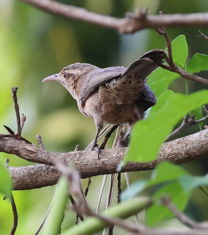 Thrush-like Wren - ML624066874