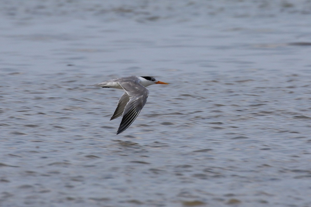 Lesser Crested Tern - ML624066875