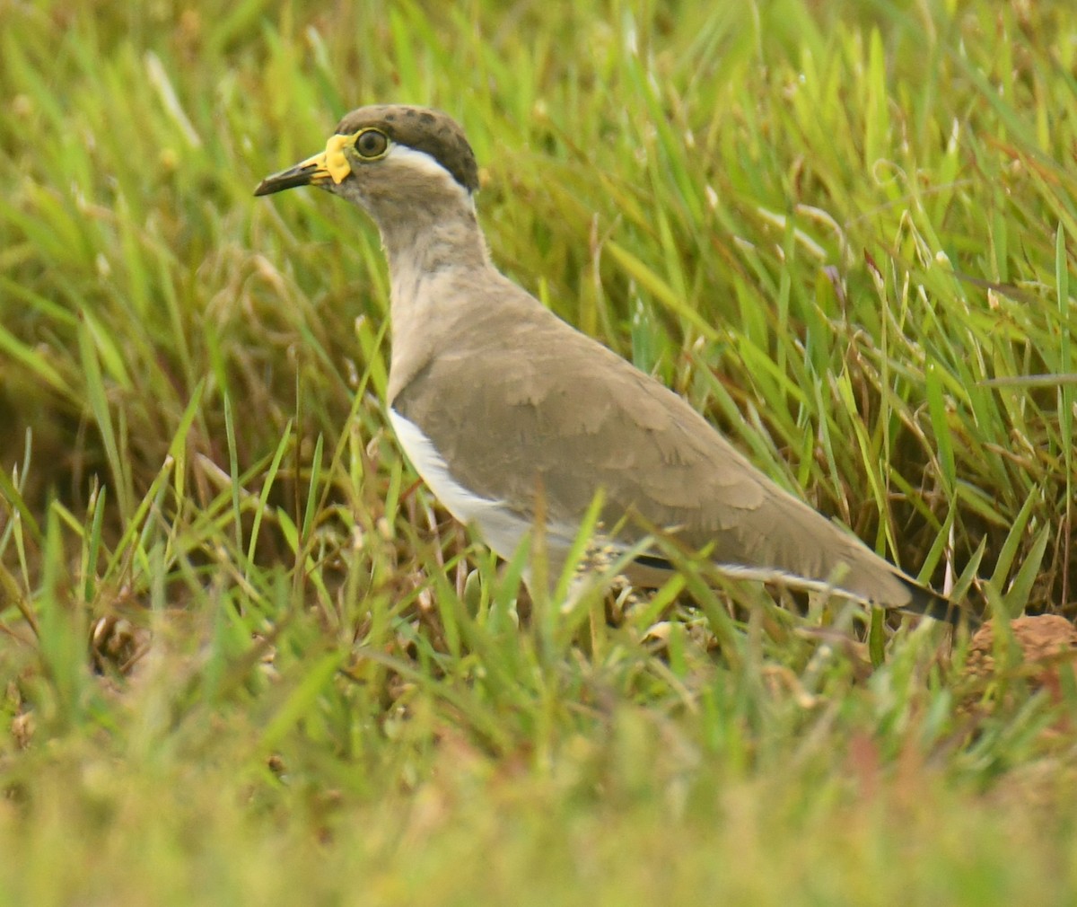 Yellow-wattled Lapwing - ML624066877