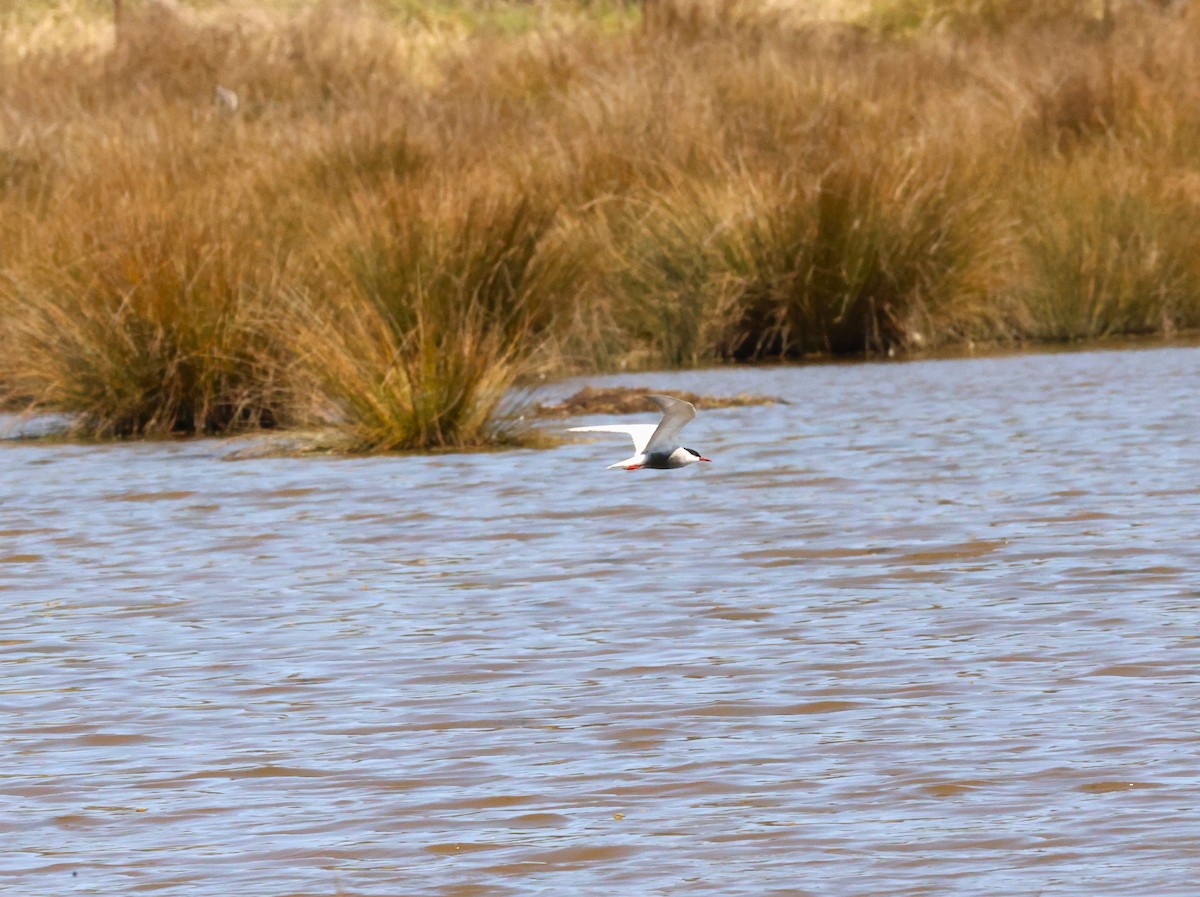 Whiskered Tern - Andrew McLennan