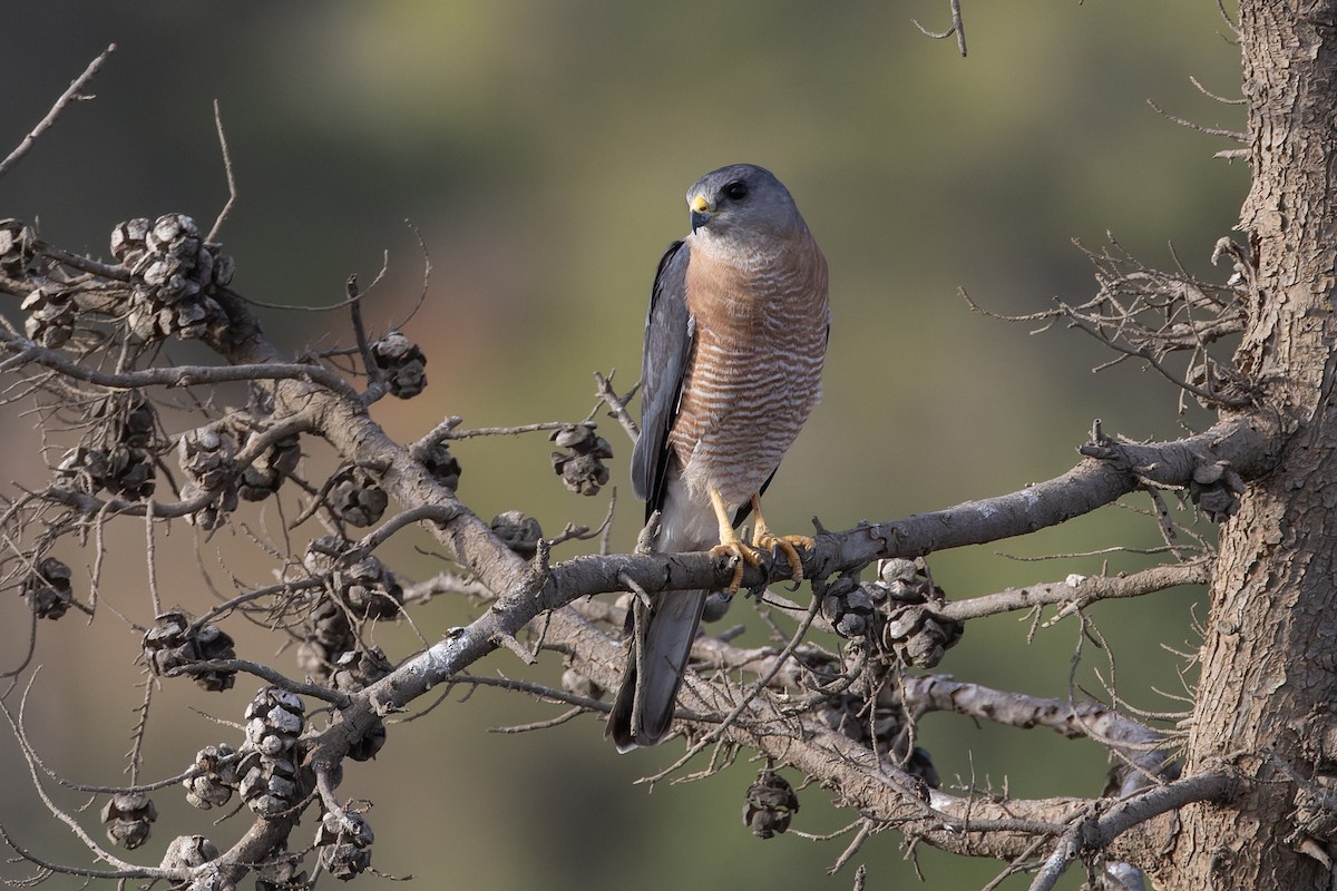 Levant Sparrowhawk - ML624066885