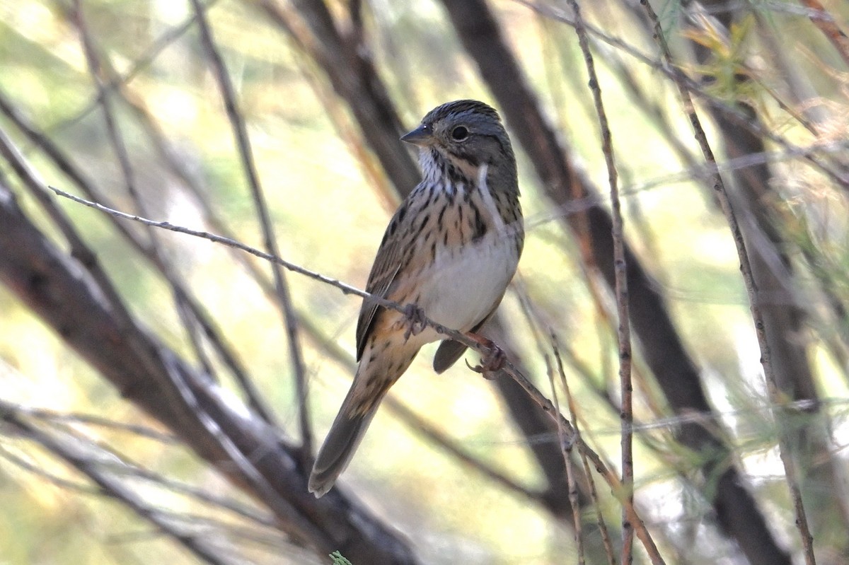 Lincoln's Sparrow - ML624066886