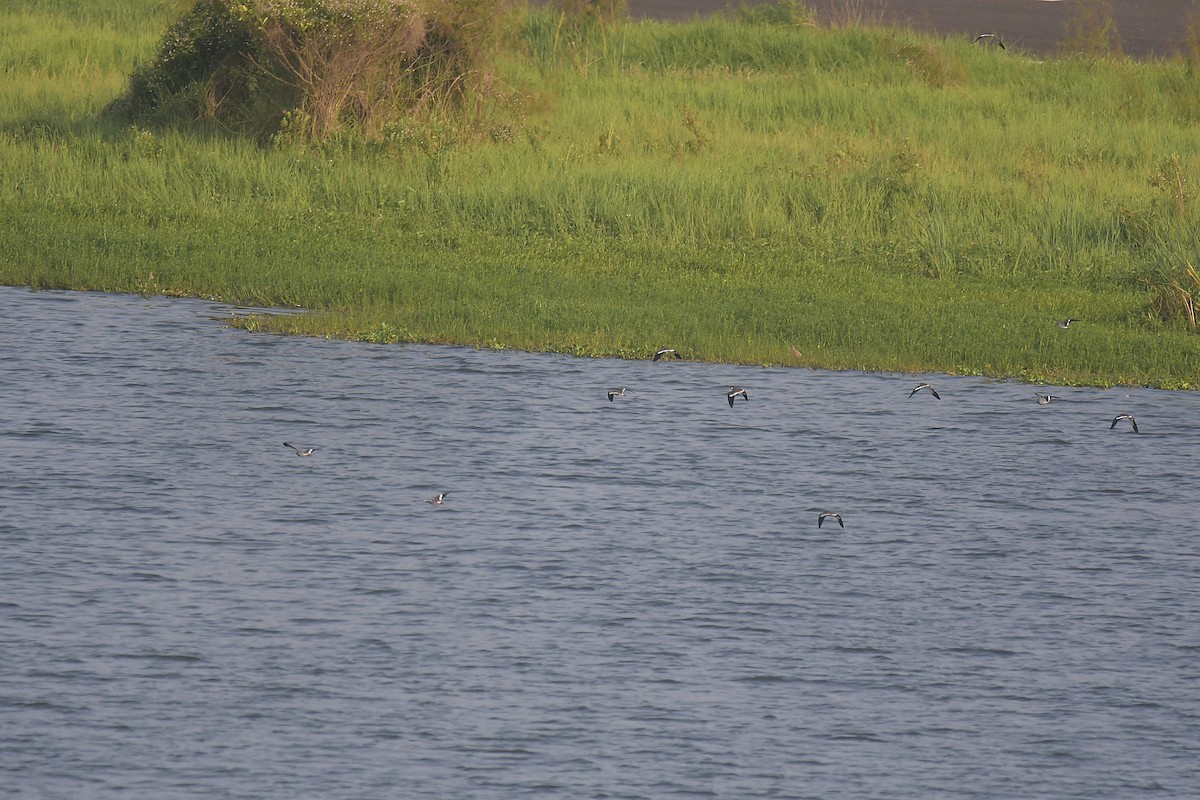 Red-wattled Lapwing - ML624066890