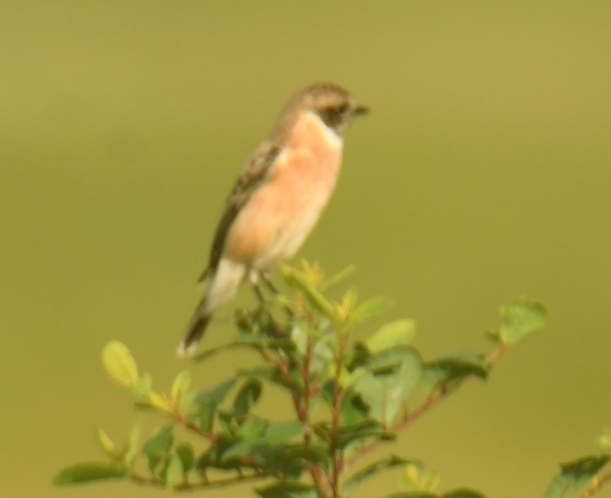 Siberian Stonechat - Mohanan Choron