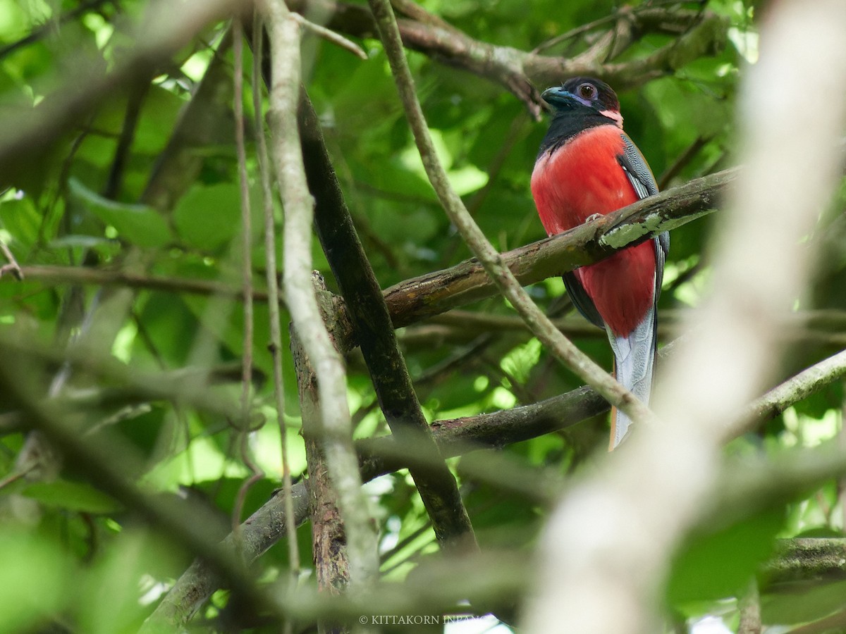 Diard's Trogon - Kittakorn Inpang