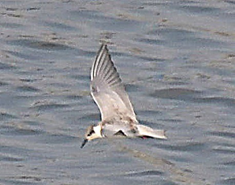 Whiskered Tern - ML624066912