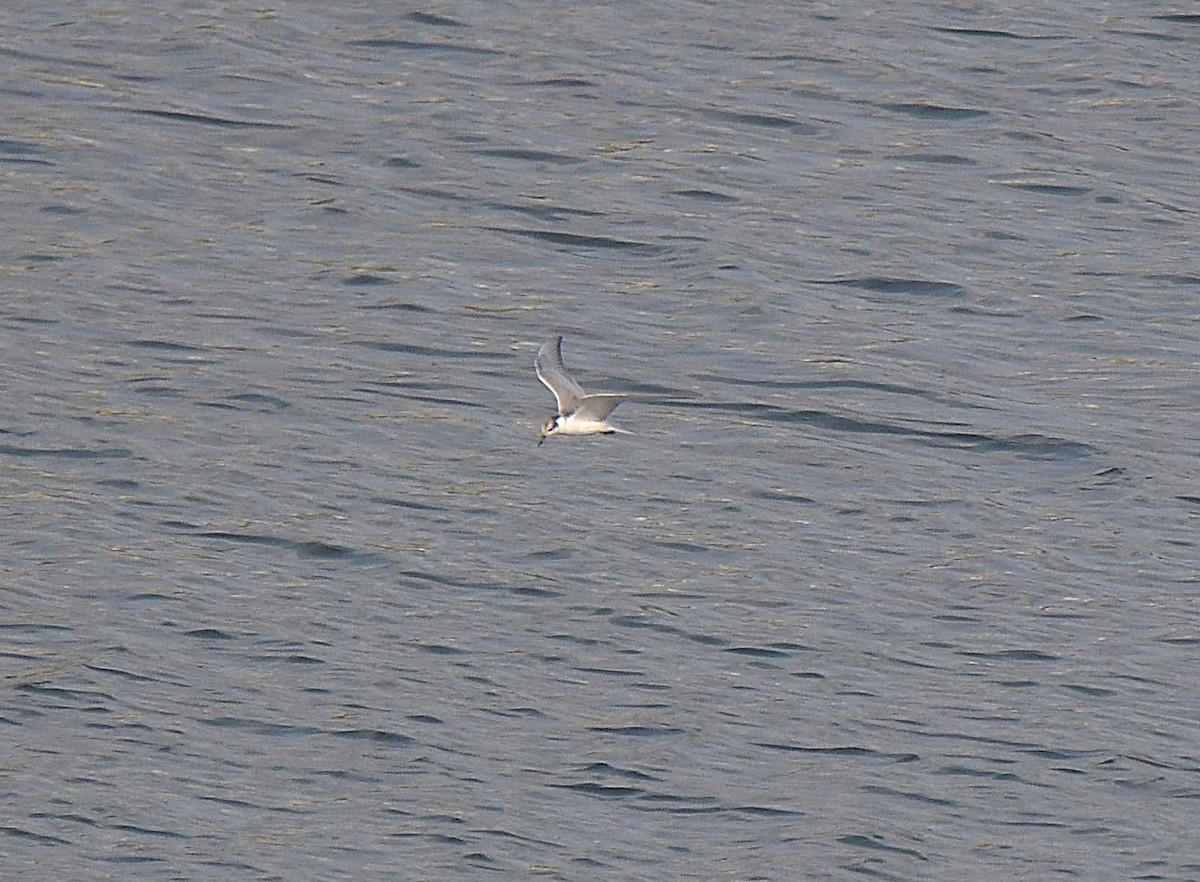 Whiskered Tern - ML624066916