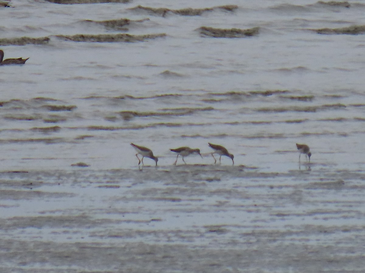 Greater Yellowlegs - Laura Burke