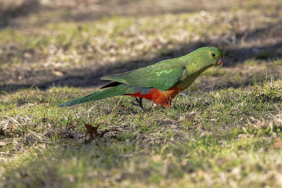 キンショウジョウインコ - ML624066933