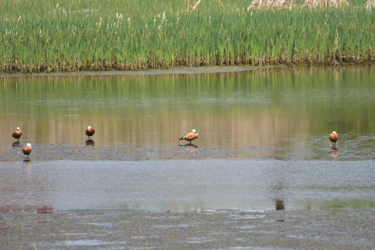 Ruddy Shelduck - ML624066935