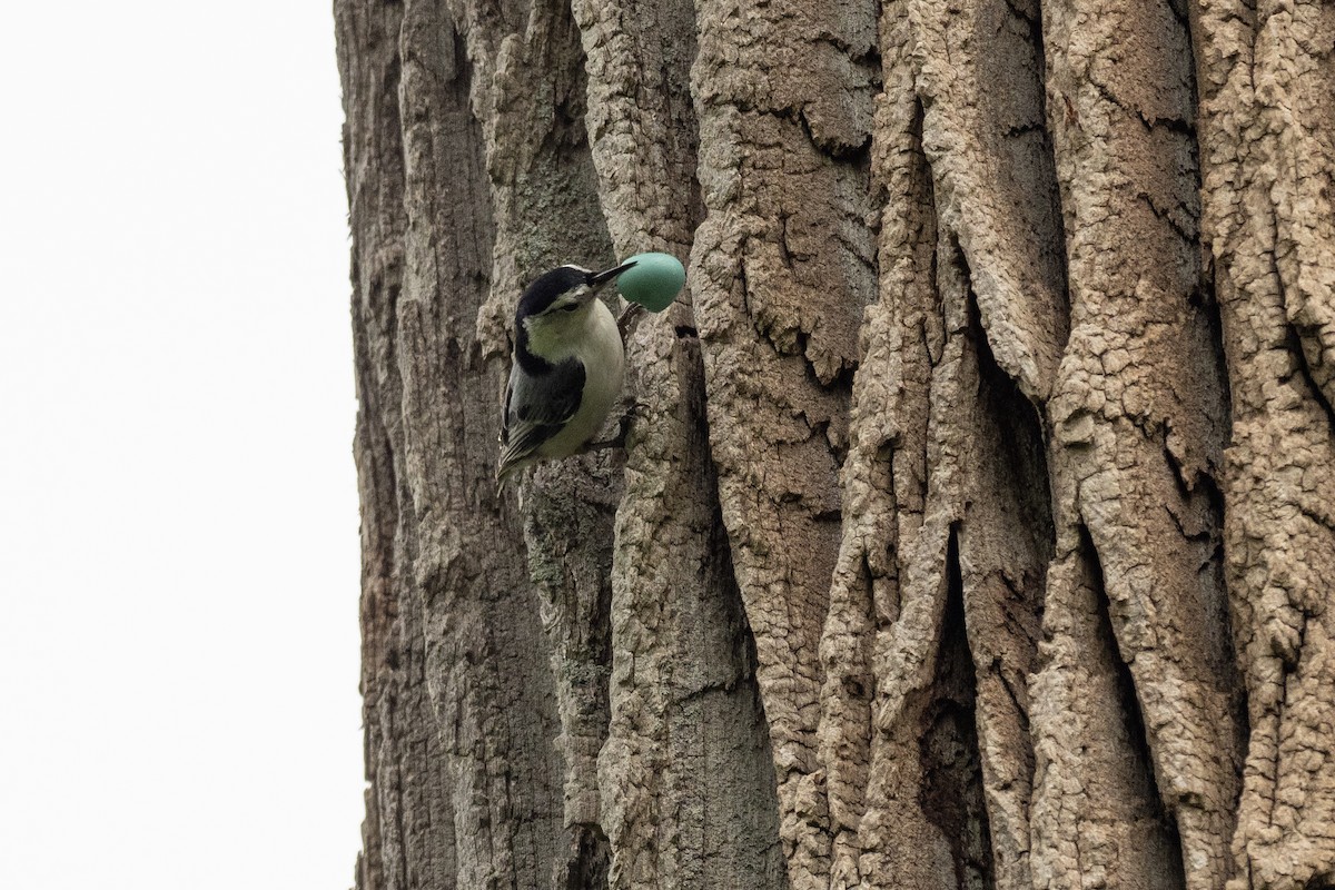 White-breasted Nuthatch - ML624066942