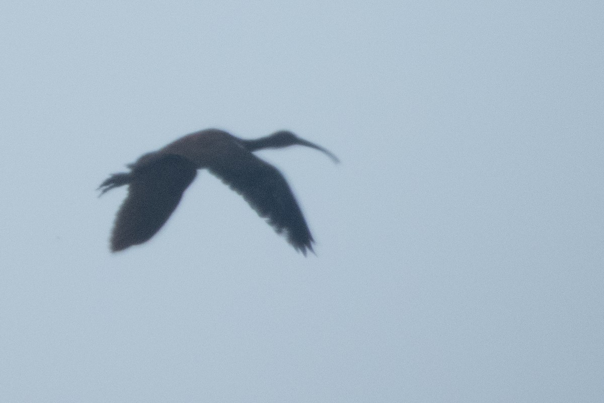 White-faced Ibis - ML624066953