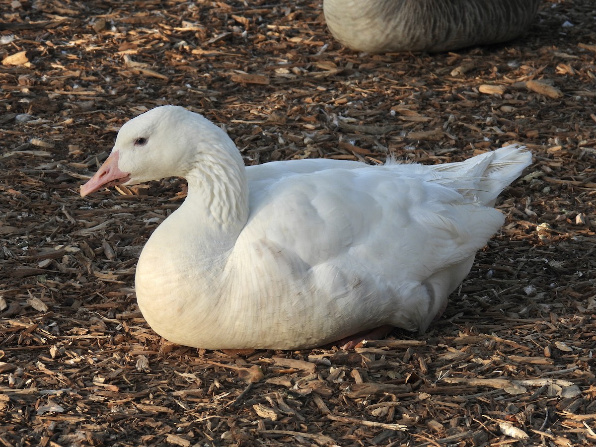 Graylag x Canada Goose (hybrid) - ML624066955