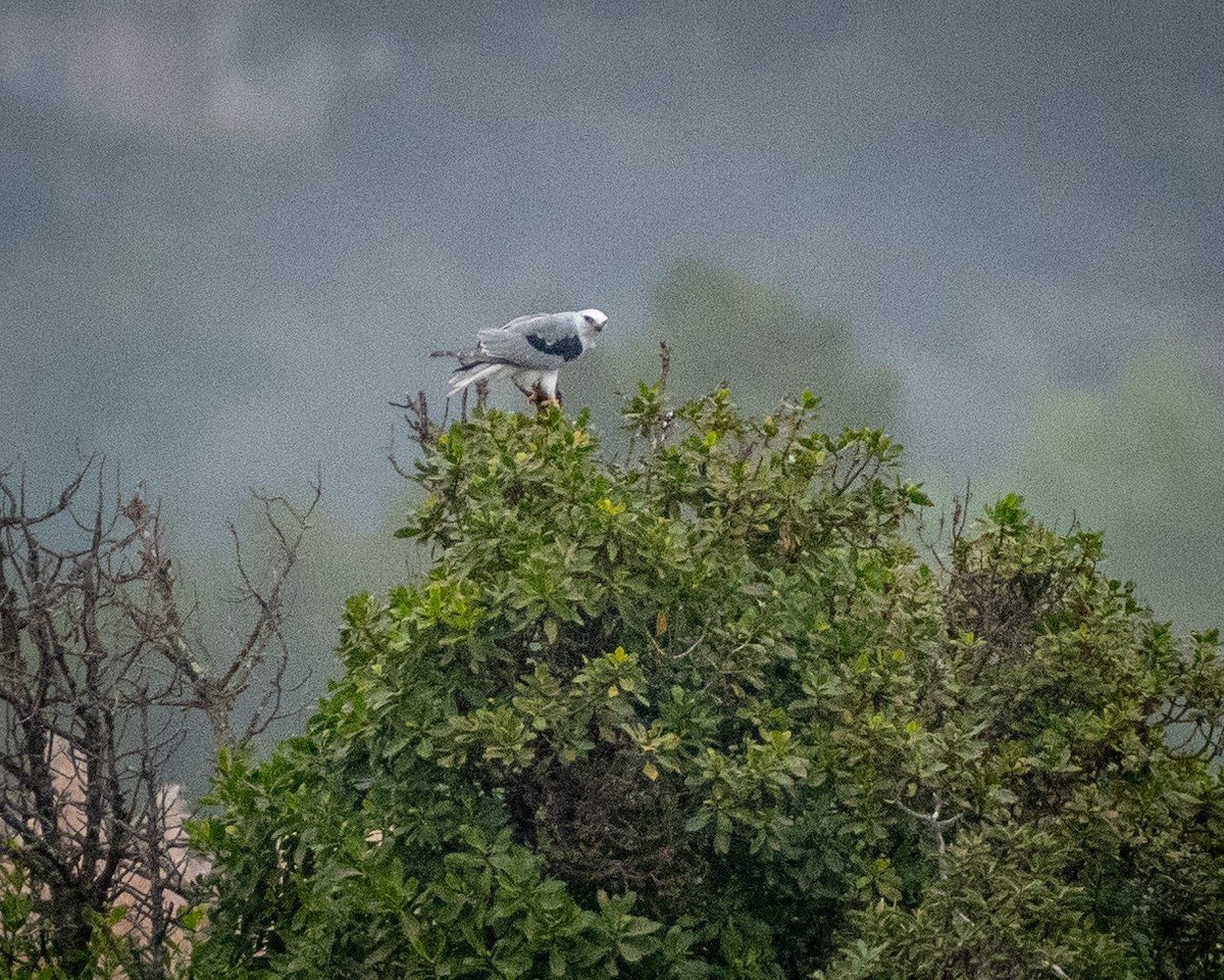 White-tailed Kite - ML624066957