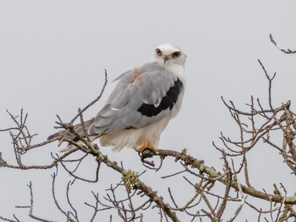 White-tailed Kite - ML624066958