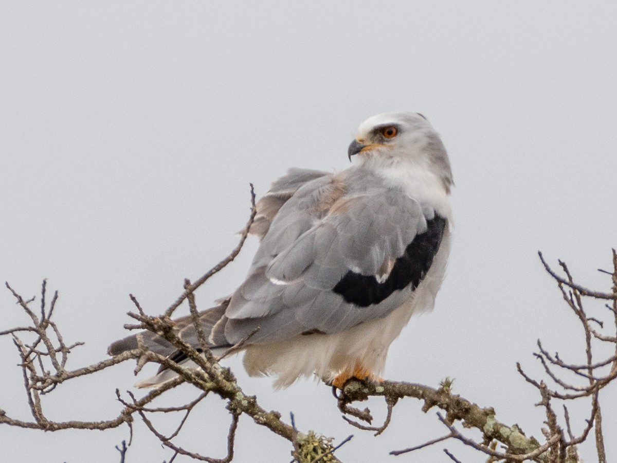 White-tailed Kite - ML624066959