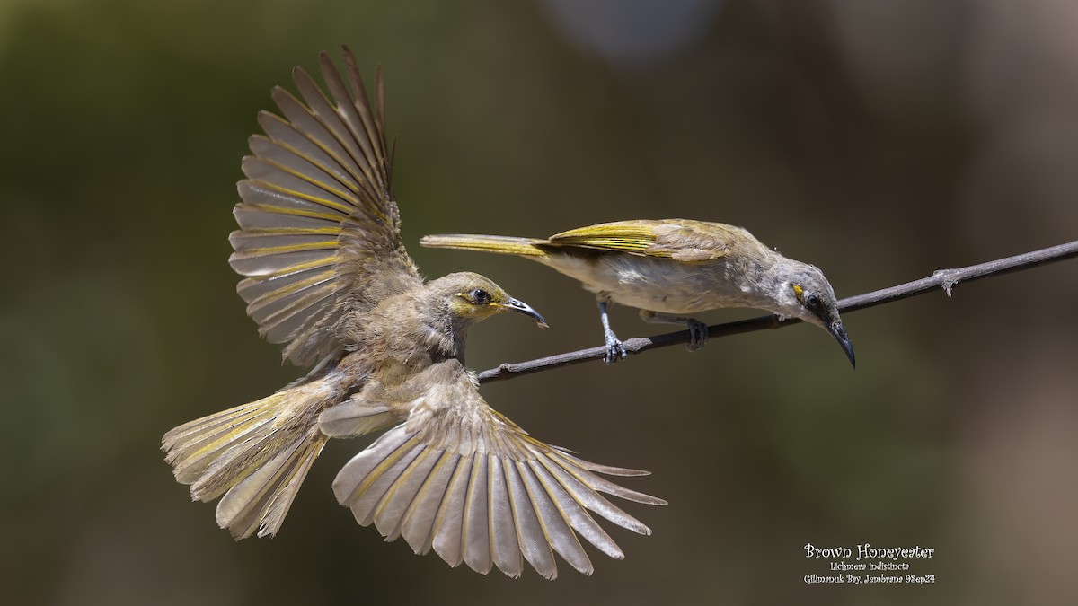 Brown Honeyeater - ML624066961