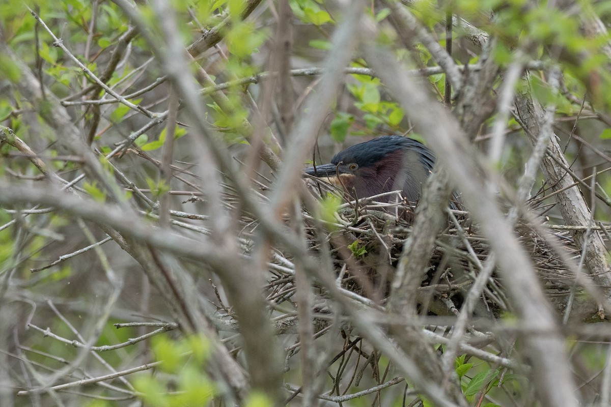 Green Heron - ML624066962