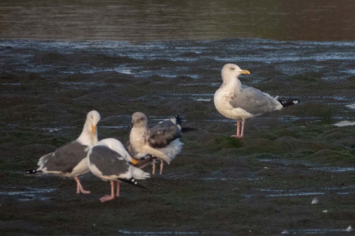 Herring Gull - ML624066966