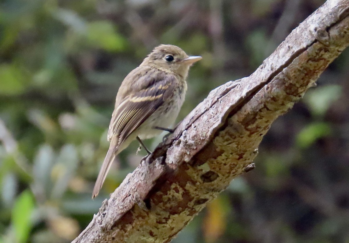 Western Flycatcher (Pacific-slope) - ML624066968